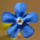 فراموشم مکن